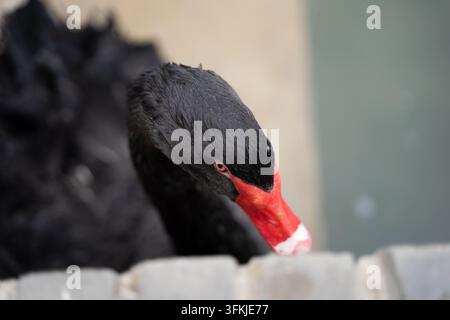 Profil rapproché de la tête d'un cygne noir avec un bec rouge Banque D'Images