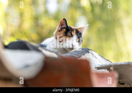 Chat tricolore duveteux, animal de compagnie mignon et relaxant Banque D'Images