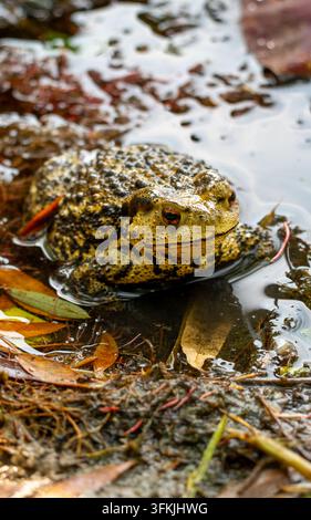 Crapaud chinois à moitié submergé dans l'eau peu profonde regardant la caméra Banque D'Images