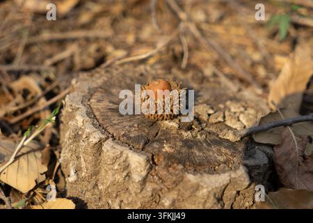 Macro prise de vues de glands sur une souche d'arbre érodée Banque D'Images