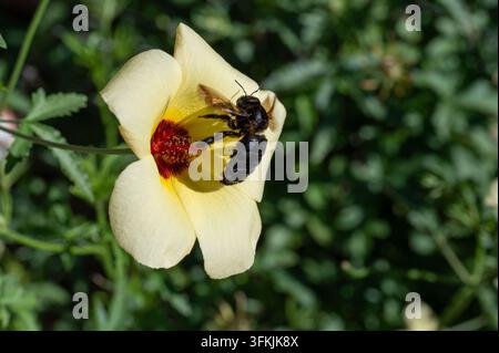Bourdonnais du désert (Bombus sonorus) sur Hibisce de Coulter (Hibiscus coulteri) Banque D'Images