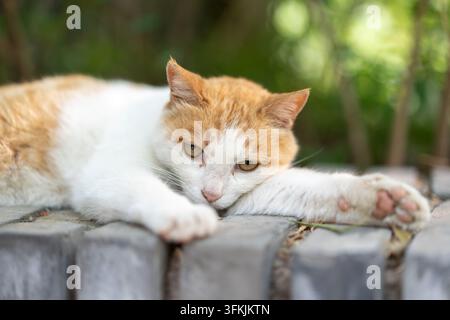 Chat roux et blanc étirant ses pattes avant tout en étant allongé sur un mur de briques Banque D'Images