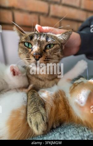 Chat domestique tigré tenant un chaton tout en se faisant caresser la tête à l'intérieur Banque D'Images