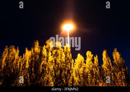Les lampadaires nocturnes avec effets d'étoiles illuminent les rangées d'arbres de la rue Banque D'Images