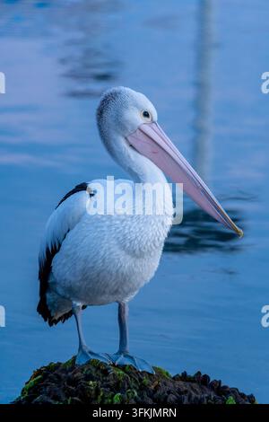 Pélican australien debout sur un affleurement rocheux à Bullock Island en Victoria, Australie Banque D'Images