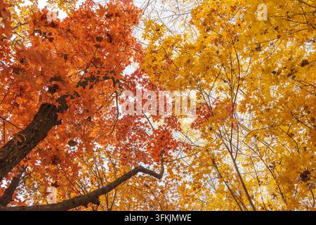 Vue en contre-plongée d'une forêt d'érables colorée pendant la saison dorée de l'automne Banque D'Images