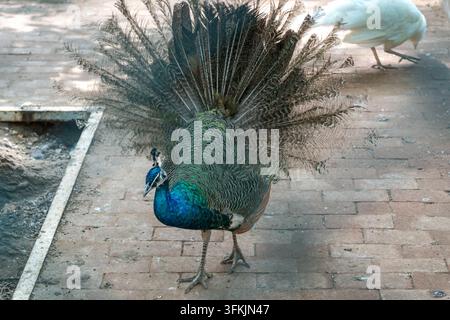 gros plan des plumes de la queue d'un paon bleu déployées, prises au zoo Banque D'Images