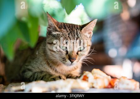 Un chat tigré allongé et regardant la nourriture devant lui Banque D'Images