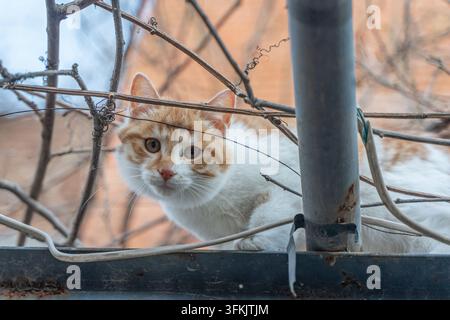 Close-up of a cat Banque D'Images