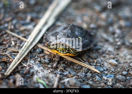 Grossissement macro d'un bébé tortue à oreilles rouges sur un sol graveleux Banque D'Images