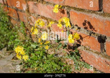 Fleurs sauvages jaunes poussant à angle hors d'un mur de briques Banque D'Images