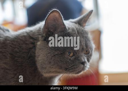 Gros plan du profil d'un chat bleu British Shorthair à l'air triste Banque D'Images