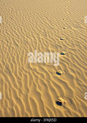 Traces de dingo sur K'gari Banque D'Images