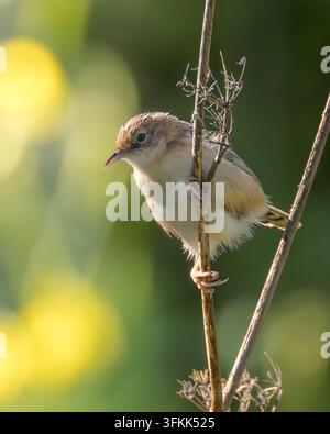 Cisticole de Zitting Cisticola juncidis posée verticalement sur une tige de roseau sèche. Petit passereau regardant autour de lui avec un fond vert doux et flou Banque D'Images