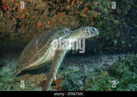 Tortue luth verte glissant gracieusement à travers l'eau claire de l'océan près d'un récif corallien vibrant, de petits poissons nageant autour Banque D'Images