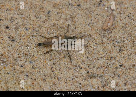 Grossissement d'une mouche voleuse des dunes reposant sur une plage. Angleterre, Royaume-Uni. Banque D'Images