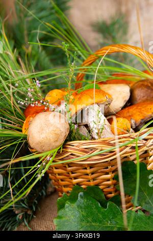divers champignons comestibles dans un panier en osier dans l'herbe et les fleurs de bruyère, dans la forêt au soleil en gros plan Banque D'Images