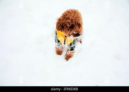 Adorable chien bouclé portant une veste jaune assis dans la neige Banque D'Images