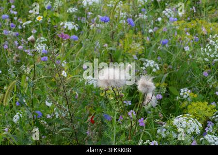 Un motif automnal mettant en scène des chardons duveteux fanés et des têtes de graines dans une prairie fleurie colorée de la fin de l'été, gros plan. Banque D'Images