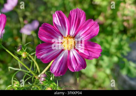 Fleurs de cosmos blanc (Cosmos bipinnatus) épanouies sous un soleil éclatant contre un fond vert doux et flou. Banque D'Images