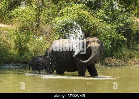 Élphant d'Asie (Elephas maximus) photographié au Sri Lanka Banque D'Images