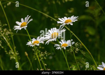 Le Leucanthemum vulgare, connu sous le nom de marguerite commune, fleurit dans une prairie sereine où une lumière douce illumine ses pétales blancs et ses centres jaunes Banque D'Images