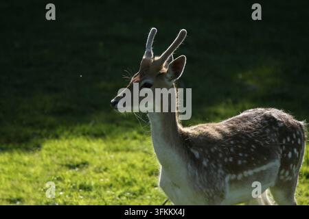Un portrait rapproché d'un Cerf élaphe européen (Dama dama), mai 2023 Banque D'Images