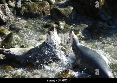 Deux phoques gris se battant dans les vagues parmi des rochers couverts d'algues, septembre 2020 Banque D'Images