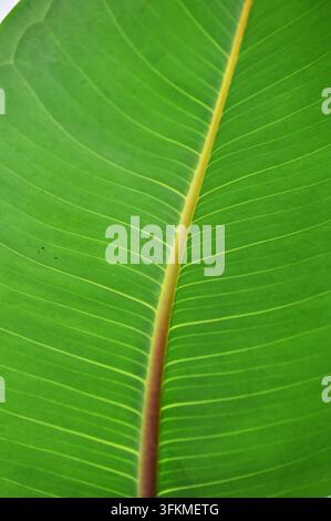 Photographie macro verticale montrant les veines détaillées et la texture lisse d'une feuille tropicale verte vibrante Banque D'Images
