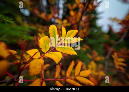 Photographie macro des feuilles de sorbier de Sitka Sorbus sitchensis devenant jaunes pendant la saison des feuillages du début de l'automne. Banque D'Images