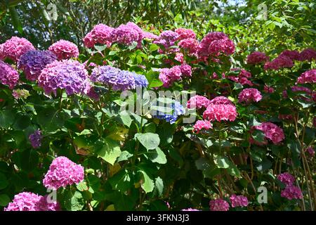 Fleurs estivales roses / violettes d'un arbuste fleuri, Hydrangea macrophylla 'Masja' poussant dans un jardin britannique en juin Banque D'Images