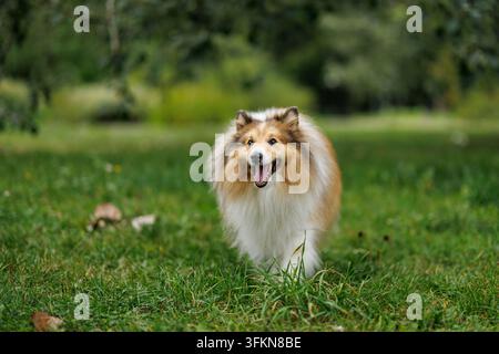 Un Shetland Sheepdog tricolore duveteux court joyeusement la gueule ouverte sur une pelouse verte luxuriante. Vue frontale capturant le chien actif en plein air sur un bri Banque D'Images