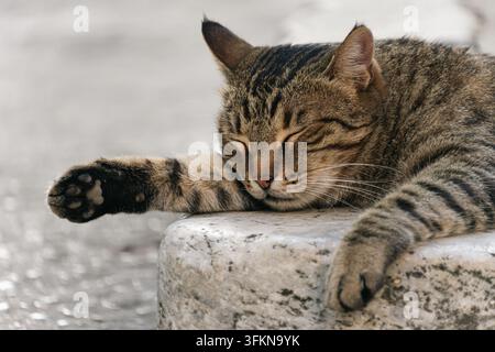 Close-up d'un chat tigré dormant paisiblement sur un rebord de pierre avec une patte tendue, montrant ses coussinets Banque D'Images