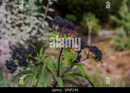 Les baies de sureau (Sambucus nigra) avec des fruits noirs mûrs poussent dans une forêt. Les feuilles sont vertes et les environs sont boisés. C'est Banque D'Images