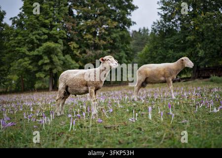 Deux moutons debout dans un pâturage herbeux couvert de crocus d'automne violets en fleurs près d'une lisière de forêt. Banque D'Images