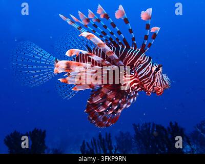 Lionfish nageant au-dessus d'un récif corallien dans une eau tropicale bleue claire Banque D'Images