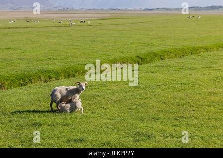 Mère mouton islandais à cornes allaitant un agneau sur un pâturage estival vert vif, avec des moutons éparpillés, un fossé herbeux peu profond et des montagnes au loin. Banque D'Images