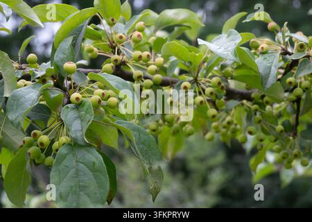 Une vue d'un pommier à crabes avec de nombreux petits fruits verts et des feuilles vertes fraîches. L'arbre pousse dans un parc tranquille avec un bâtiment flou en arrière-plan Banque D'Images