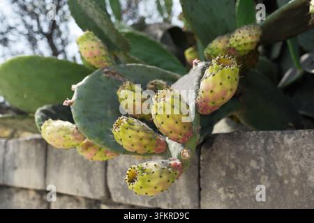 Grossissement de fruit de figue de Barbarie poussant sur l'île de Malte Banque D'Images