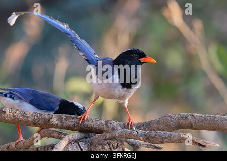 Corbeau bleu à bec rouge, Sattal, Uttarakhand, Inde, janvier 2025 Banque D'Images