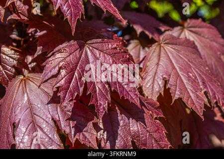 Feuilles d'érable rouges et bordeaux sous la lumière automnale, feuillage saisonnier coloré avec une texture détaillée des feuilles et un fond botanique naturel Banque D'Images