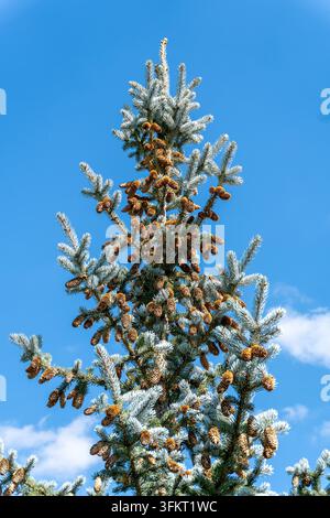 Sommet de sapin bleu avec des cônes de pin bruns contre un ciel bleu vertical Banque D'Images