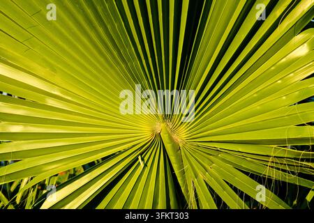 Photographie macro d'une grande feuille de palmier à éventail d'un vert vif. La lumière du soleil met en valeur la belle texture plissée complexe et les lignes rayonnantes du Banque D'Images
