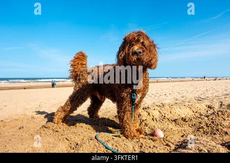 Un chien Labradoodle brun sur une plage sablonneuse du Royaume-Uni à Mablethorpe, Lincolnshire en été avec un ciel bleu en arrière-plan Banque D'Images