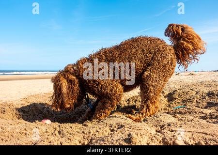 Un chien Labradoodle brun sur une plage sablonneuse du Royaume-Uni à Mablethorpe, Lincolnshire en été avec un ciel bleu en arrière-plan Banque D'Images