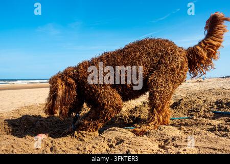 Un chien Labradoodle brun sur une plage sablonneuse du Royaume-Uni à Mablethorpe, Lincolnshire en été avec un ciel bleu en arrière-plan Banque D'Images