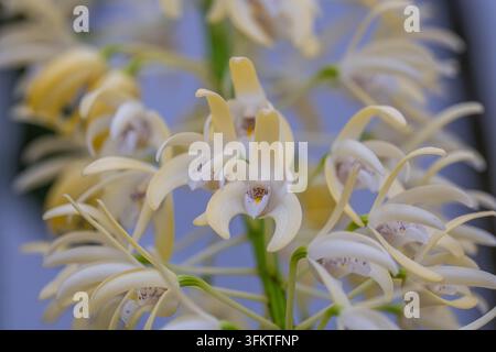 Macro extrême mettant l'accent sur les détails complexes du centre d'une belle fleur d'orchidée jaune avec une profondeur de champ douce. Banque D'Images