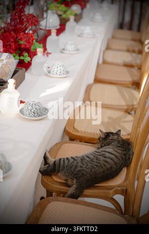 Joli chat tigré dormant confortablement sur une chaise en bois à côté d'une longue table de banquet Banque D'Images