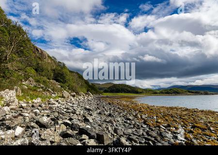 Côte rocheuse le long d'un loch maritime sur l'île de Mull, Écosse, plage rocheuse couverte d'algues brunes sous une colline boisée et un ciel dynamique, vue large Banque D'Images