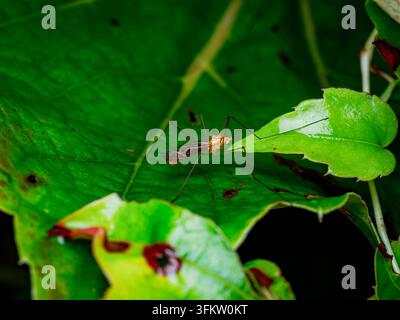 Macro rapprochée d'une mouche crabron ou d'un insecte guêpe-moustique reposant sur des feuilles vert vif dans un habitat forestier naturel Banque D'Images
